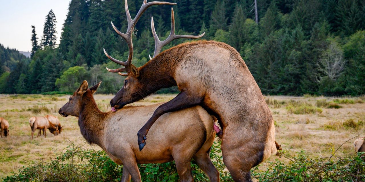 Wink, Wink, and Ride for Your Life