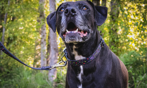 We’ve got K-Nine Goodies For Your DOg!