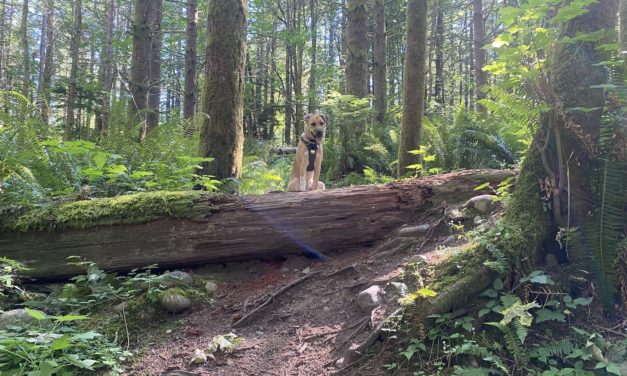 How To Train a Trail Dog (Advice From Someone Who Doesn’t Know What They’re Doing)